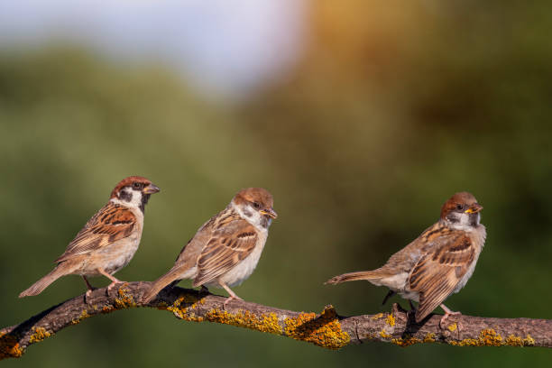 istock birds fledgling sparrow sitting on tree branch in summer garden 2189079314