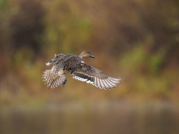 istock Northern Pintail Duck Waterfowl Flying Fall Color Background 2189079585