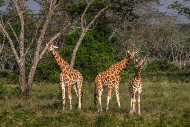 Family Rothschild's giraffe  (camelopardalis camelopardalis) walking in a National Park Lake Mburo Uganda, Africa.