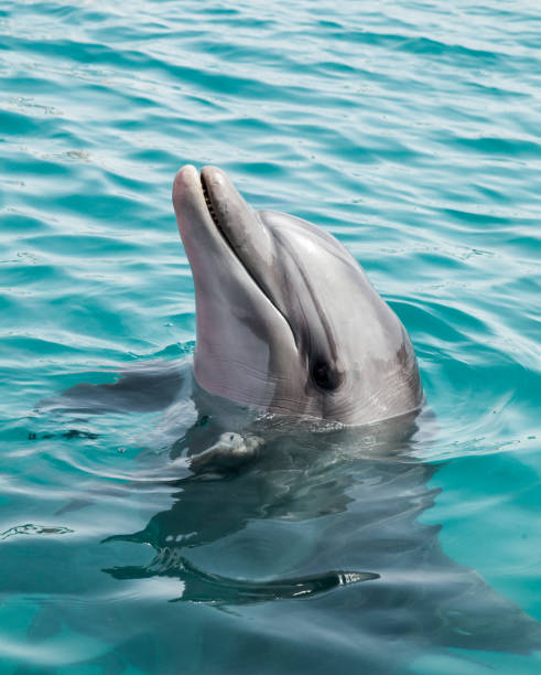 istock Dolphin poking its head out of water 2189081580