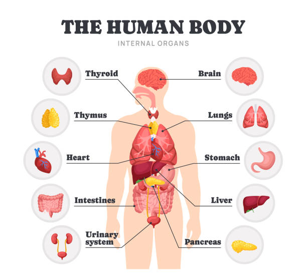 istock Internal organs of human body. Medical diagram or educational infographic with anatomical structure of different human organ systems. Cartoon flat vector illustration 2189081848
