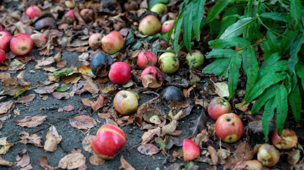 istock Fallen apples from an apple tree laying on the ground. 2189082093