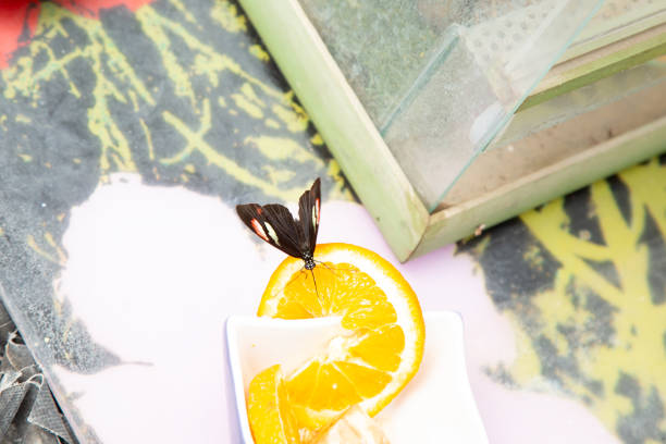 A beautiful butterfly is delicately perched on a vibrant slice of juicy orange, showcasing the harmony of nature and food