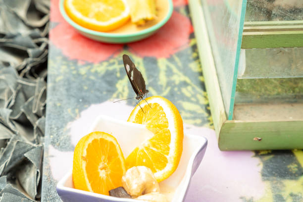 A delightful bowl filled with ice cream topped with fresh orange slices