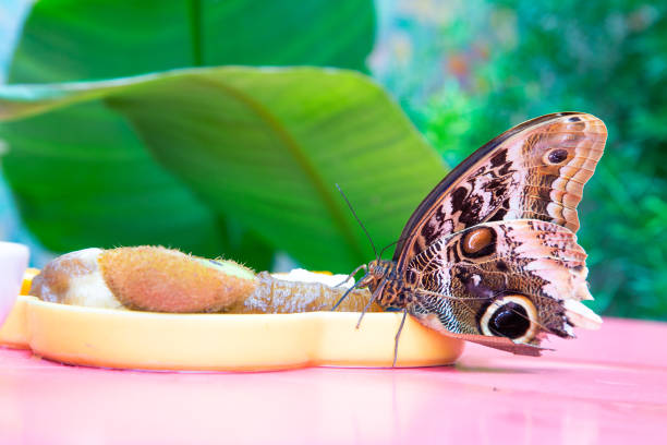 A colorful butterfly is gracefully sitting on a bright yellow plate that is placed on a wooden table, creating a lovely scene