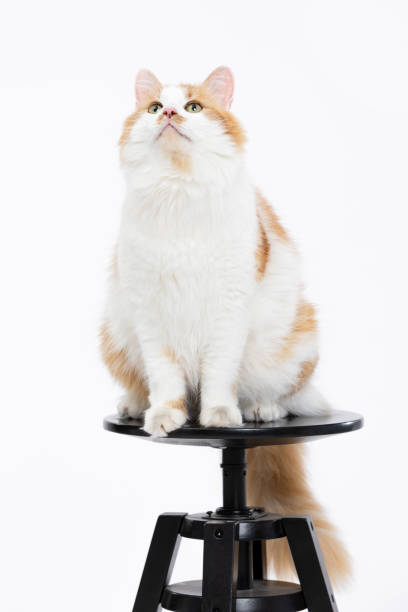 A fluffy orange and white cat is adorably perched on a black stool, curiously gazing at its surroundings