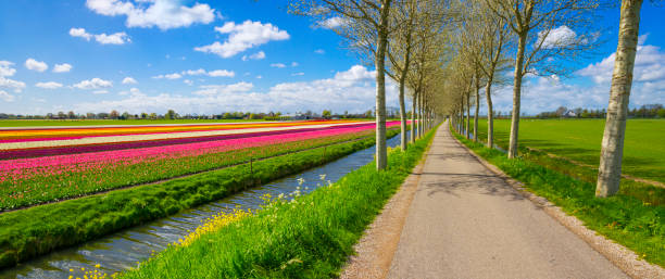 istock Tulip Fields along a Dutch Country Road 2189083854