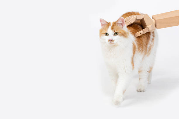 A Delightful and Playful Moment with a Cat and a Wooden Brush, Emphasizing Joy and Creative Spirit