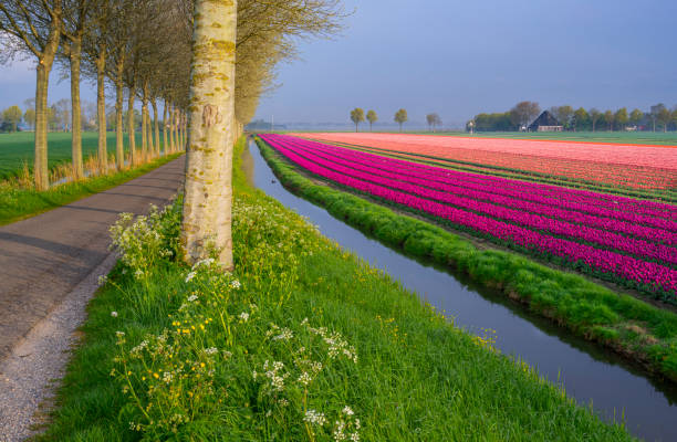 istock Tulip Fields along a Dutch Country Road 2189084060