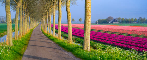 istock Tulip Fields along a Dutch Country Road 2189084137