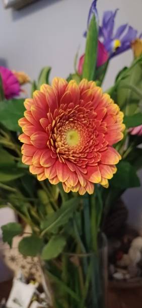 istock Orange and pink transvaal daisy flower arrangement 2189084662