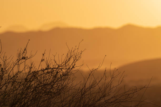 Sunset with a branch