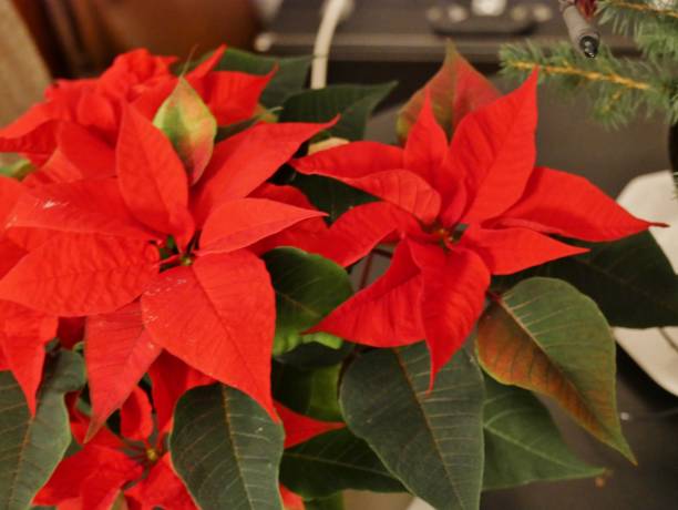istock Plant poinsettia 2189084870