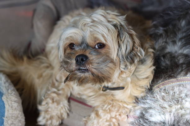 istock Small dog in a dog bed 2189086429