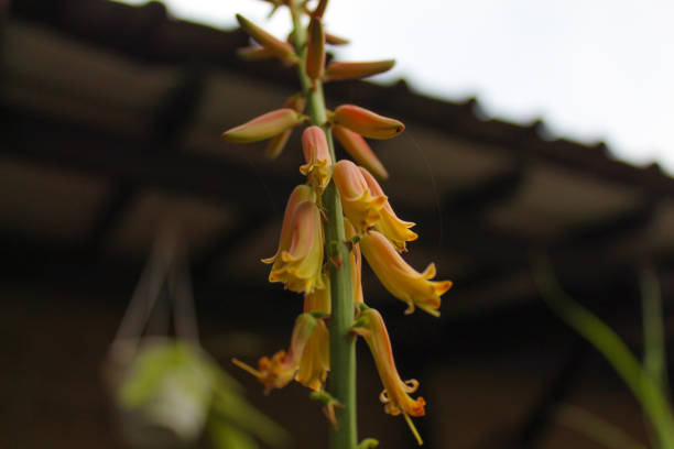 Aloe vera flower blooming on the garden