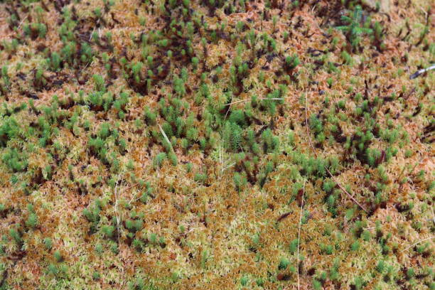 Close up of thick moss on a woodland floor