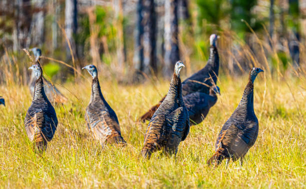 Flock of Wild Osceola Turkeys Turkey Group florida wild turkey stock pictures, royalty-free photos & images