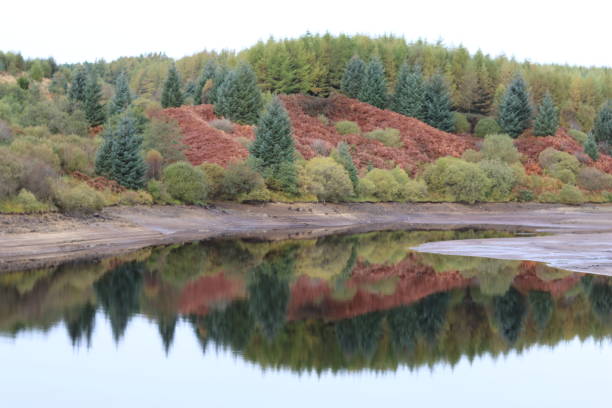 Trees reflected in a lake in autumn
