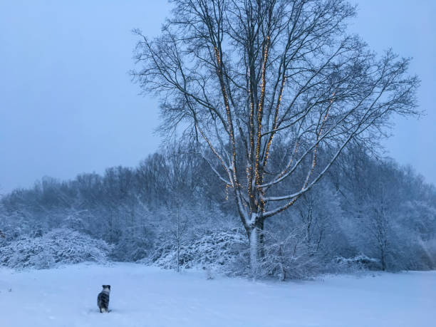 Snow storm puppy A dog standing in front of a tree decorated with Christmas lights, during a snow storm in a public park in Delft. delft winter netherlands snow stock pictures, royalty-free photos & images