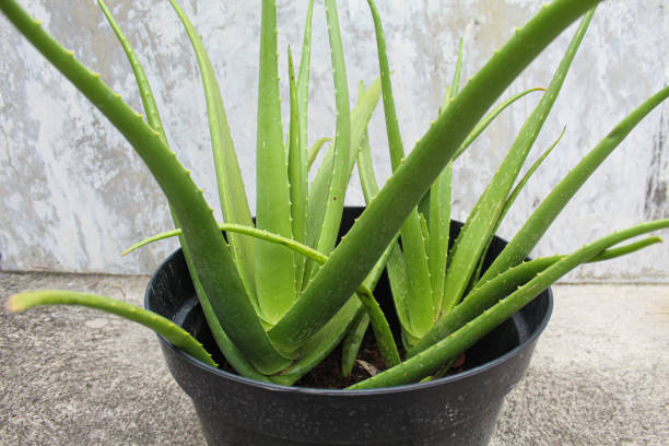 istock Aloe vera plant on plastic pot 2189088717