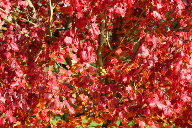istock Bright red leaves on an acer or red maple tree 2189088874