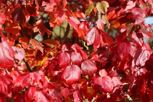 istock Bright red leaves on an acer or red maple tree 2189088910