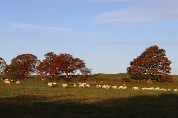 istock Sheep grazing in a field in morning sunshine 2189089518