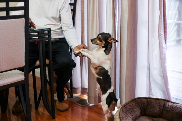 A dog standing up on his hind legs