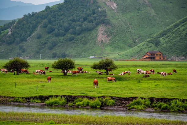istock Wulan River and grassland in Inner Mongolia, China 2189092648