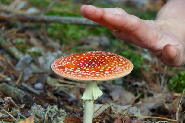 istock hand reaches out to the poisonous fly agaric mushroom 2189092728
