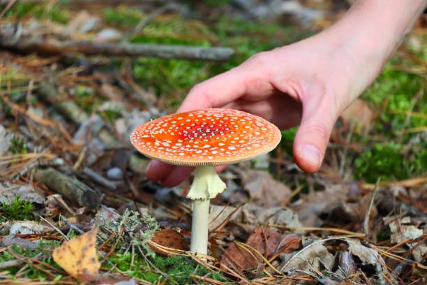 istock hand reaches out to the poisonous fly agaric mushroom 2189092737