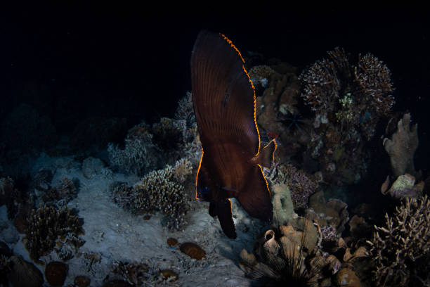 A juvenile Pinnate spadefish, Platax pinnatus, displays vivid orange and black markings as it hovers over a shallow coral reef in Indonesia. These fish change dramatically as they mature into adults.