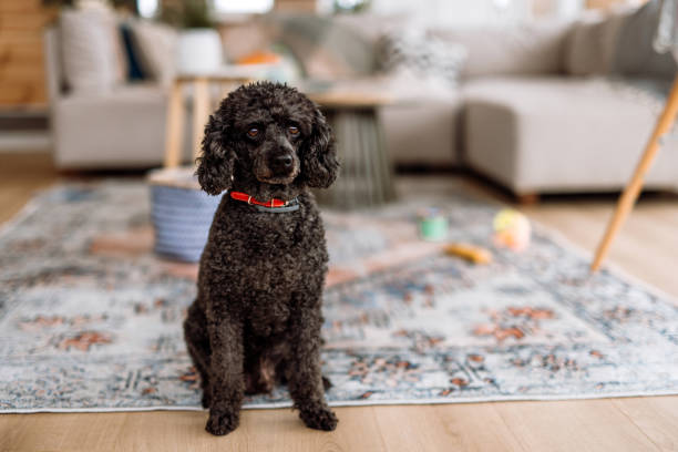 istock Portrait of a black poodle dog 2189093712