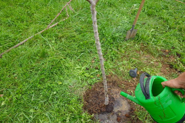 istock Gardener watering newly planted tree sapling in garden 2189094215