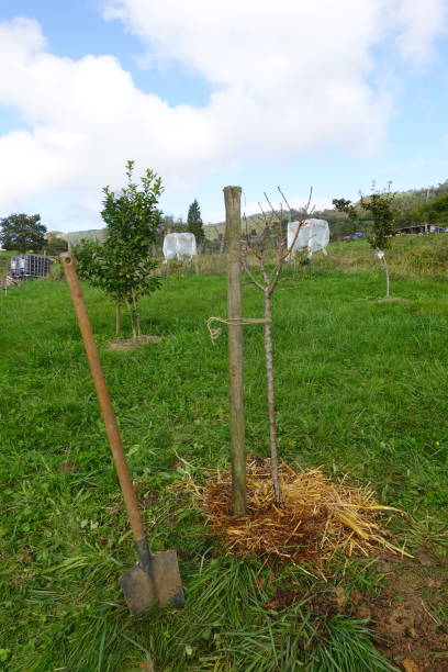 istock Gardener mulching young fruit trees with straw in orchard 2189094219