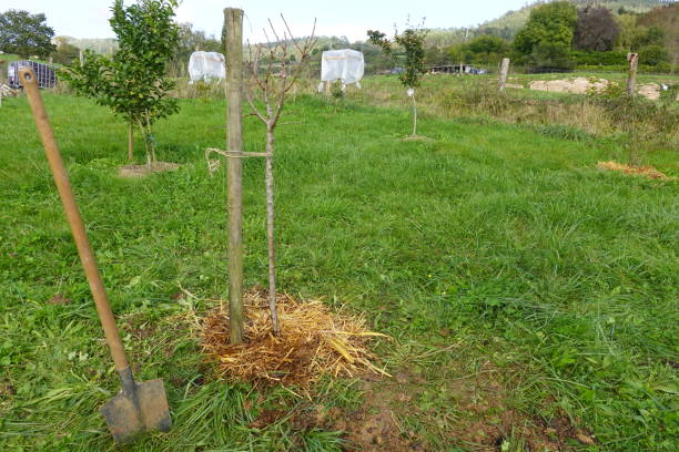 istock Farmer mulching young fruit trees in orchard using straw for weed control and soil moisture retention 2189094221