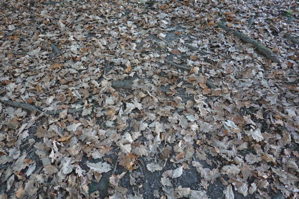 Fallen oak leaves and bare branches form a natural carpet on the forest floor, creating a beautiful autumnal scene in the woods