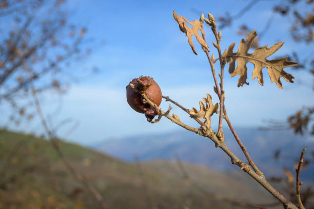 Spherical oak galls are a parasite of the tree to defend itself