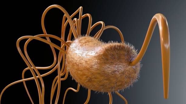 istock 3d rendering of isolated Pseudomonas fluorescens bacteria cell 2189099889