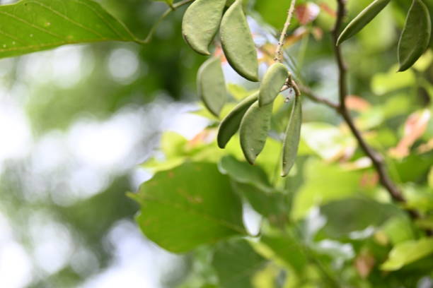 Millettia pinnata fruits. It is a species of tree in the pea family Fabaceae. Its other names  Pongamia pinnata, Indian beech and Pongame oiltree. Oil is extracted from its seeds. Ayurvedic medicine.