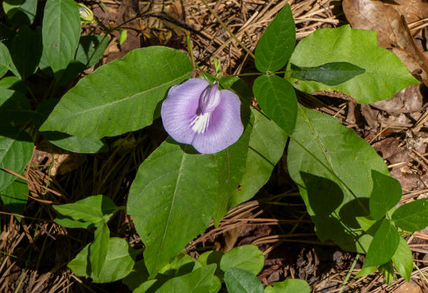 istock The spurred butterfly pea, Centrosema virginianum, a trailing vine that with light purple flower resembling a butterfly. The flower features a fused keel and a white center with purplish stripes. 2189103956