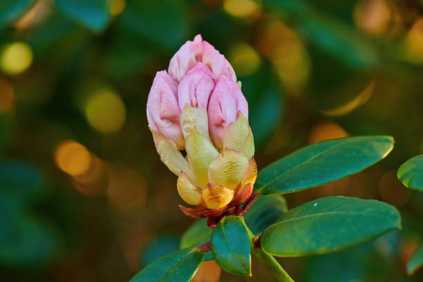 A series of photos of rhododendron in my garden
