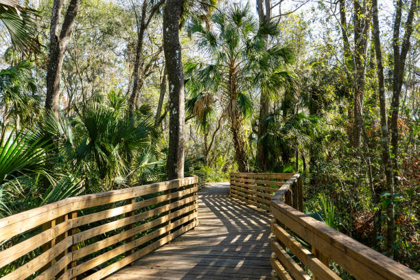 istock The shadows on the boardwalk bend with the turns as it exits the swamp at Eureka Springs Conservation Park in Tampa, Florida creating an inviting nature walk. 2189104448