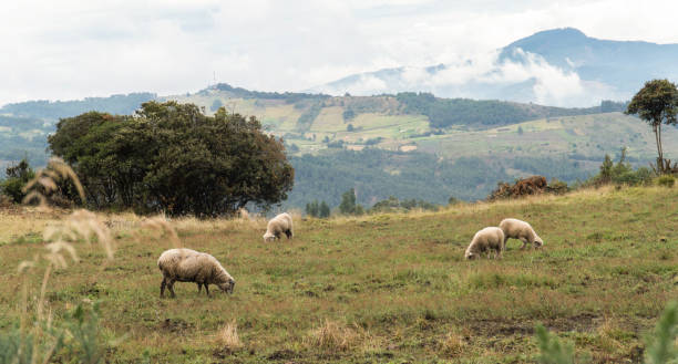 istock sheep in a big field feeding on grass 2189106388