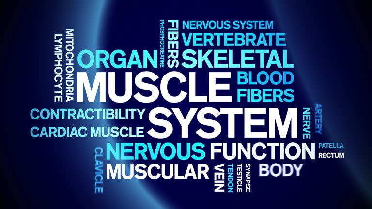 Computer Muscle 60+ Types Of Muscle Anatomy Stock Videos and Royalty-Free Footage - iStock