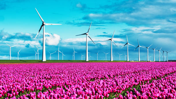 istock A serene scene unfolds as purple tulips sway gracefully in a vas 2189109970