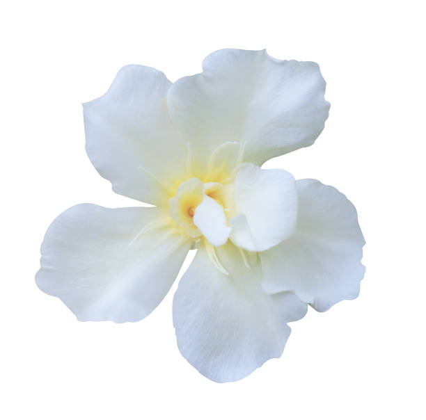 istock Cape Jasmine or Cape Gardenia flower. 2189113020
