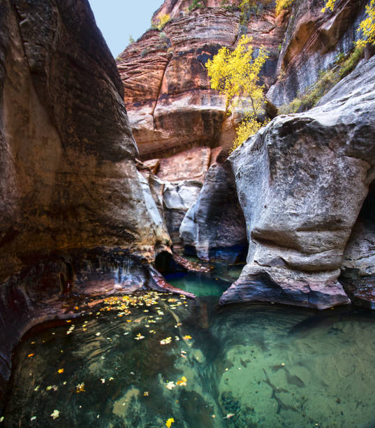 Left Fork ( Subway) beautiful  hike in Zion National Park, Utah. Autumn Waterfall