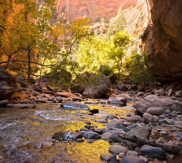 Beautiful hike in narrow canyon of Zion National park. The Narrows