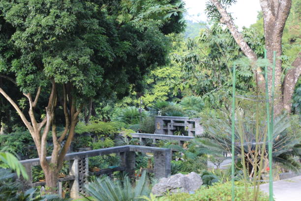 istock A lush green forest with a stone walkway and a few trees 2189114683